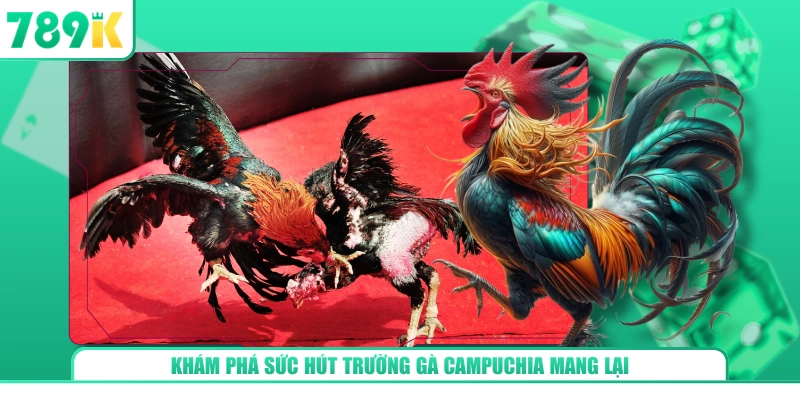 Khám phá sức hút trường gà Campuchia mang lại